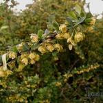 Berberis  thunbergii - Japanse zuurbes