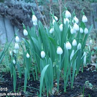 Galanthus elwesii