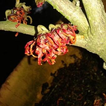 Hamamelis x intermedia ‘Diane’