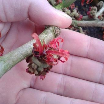 Hamamelis x intermedia ‘Diane’