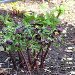 Helleborus atrorubens - Nieskruid