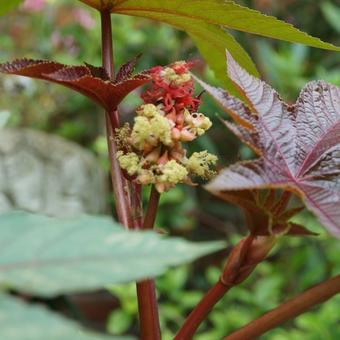 Ricinus communis