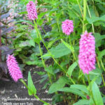 Persicaria bistorta subsp. carnea - Duizendknoop