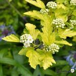 Physocarpus opulifolius 'Nugget' - Blaasspirea, Sneeuwbalspirea