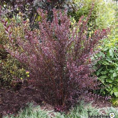 Blaasspirea, Sneeuwbalspirea - Physocarpus opulifolius 'Donna May'