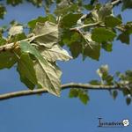 Populus alba 'Nivea' - Witte abeel, Witte populier