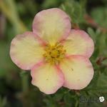 Potentilla fruticosa 'Daydawn' - Struikganzerik