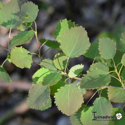 Populus tremula - Ratelpopulier, Trilpopulier