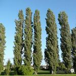 Populus nigra 'Italica' - Italiaanse populier