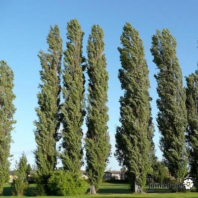 Italiaanse populier - Populus nigra 'Italica'