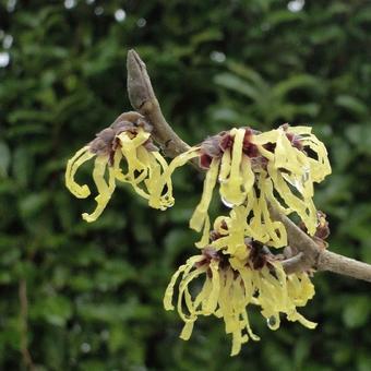 Hamamelis x intermedia