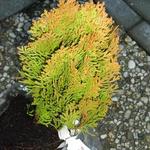 Platycladus orientalis 'Golden Pygmy' - Levensboom