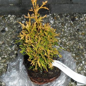 Thuja plicata 'Rogersii'