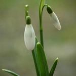 Galanthus nivalis 'Magnet' - Sneeuwklokje