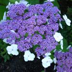 Hydrangea aspera 'Macrophylla' - Fluweelhortensia