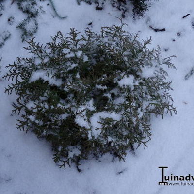 Levensboom - Thuja occidentalis 'Mr. Bowling Ball'