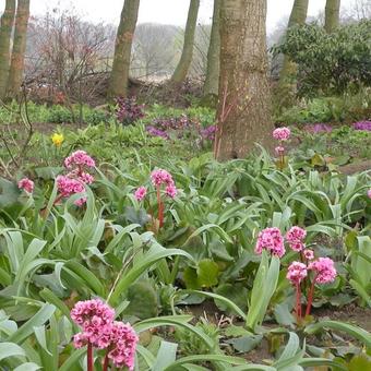 Bergenia hybride