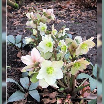 Helleborus x nigercors 'Emma'