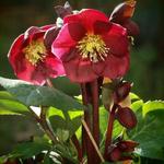 Helleborus x nigercors 'Anna's Red' - Nieskruid - Helleborus x nigercors 'Anna's Red'