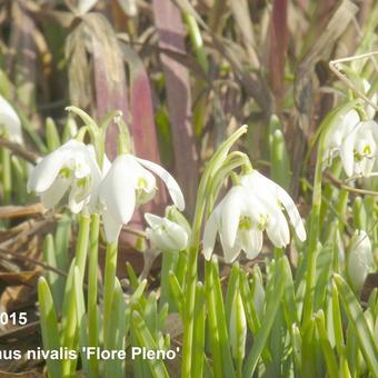 Galanthus nivalis 'Flore Pleno'