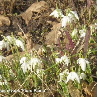 Galanthus nivalis 'Flore Pleno'