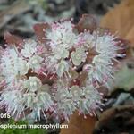 Chrysosplenium macrophyllum - Chrysosplenium