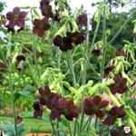 Nicotiana 'Black Knight' - Siertabak