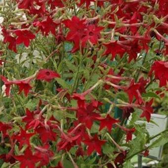 Nicotiana alata 'Perfume Red'