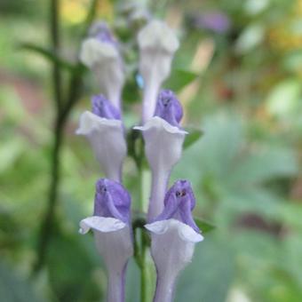 Scutellaria columnae