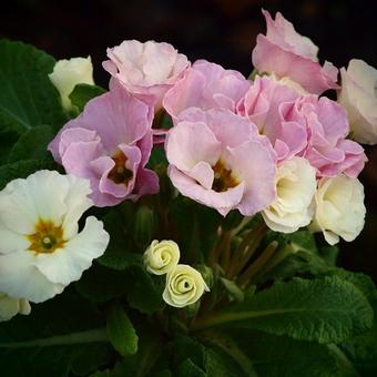 Primula vulgaris 'Bellerose'