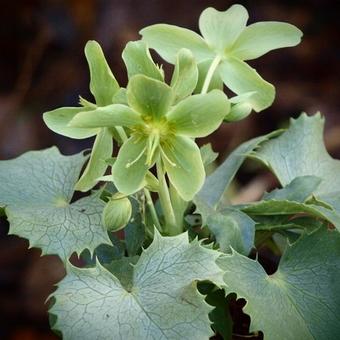 Helleborus argutifolius 'Silver Lace'