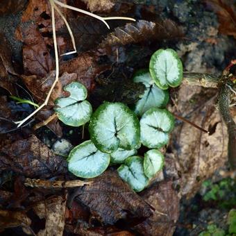 Cyclamen coum