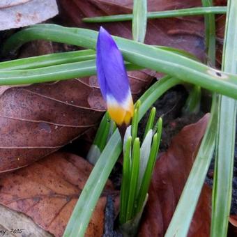 Crocus sieberi subsp. Sublimis 'Tricolor'