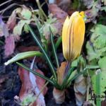 Crocus x luteus 'Golden Yellow' - Krokus