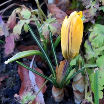 Crocus x luteus 'Golden Yellow'