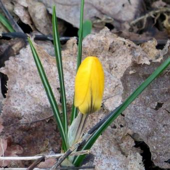 Crocus x luteus 'Golden Yellow'