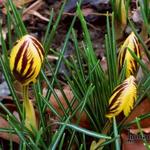 Crocus chrysanthus 'Gypsy Girl' - Krokus