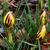 Crocus chrysanthus 'Gypsy Girl'