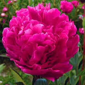 Paeonia lactiflora 'Kansas'