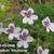 Erodium petraeum ssp. crispum 'Stephanie'