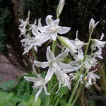 Ornithogalum nutans - Knikkende vogelmelk, Ster van Bethlehem