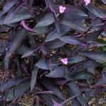 Tradescantia pallida - Tradescantia pallida