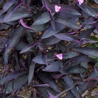 Tradescantia pallida