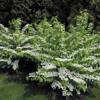 Viburnum plicatum var. tomentosum