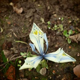 Iris 'Katharine Hodgkin'