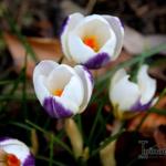 Crocus chrysanthus 'Blue Bird' - Krokus