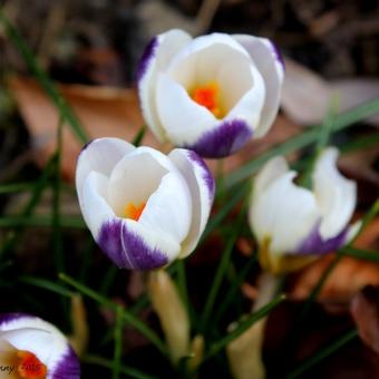 Crocus chrysanthus 'Blue Bird'