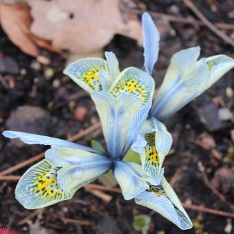 Iris 'Katharine Hodgkin'