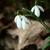 Galanthus nivalis