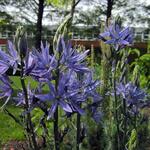 Camassia leichtlinii 'Blue Candle' - Prairielelie